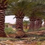 ازالة اشجار فى الرياض