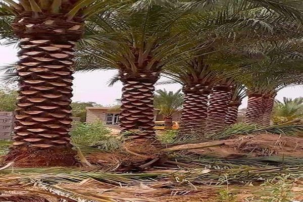 ازالة اشجار فى الرياض